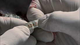 Dexter 0604 - Number Clue